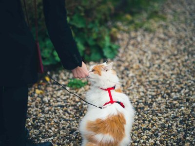 chat blanc et roux assis sur un chemin en gravier portant un harnais rouge et se faisant caresser par un humain