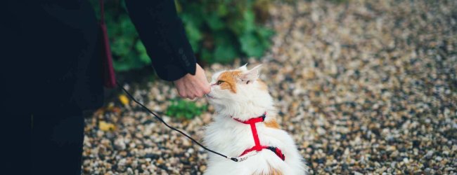 chat blanc et roux assis sur un chemin en gravier portant un harnais rouge et se faisant caresser par un humain