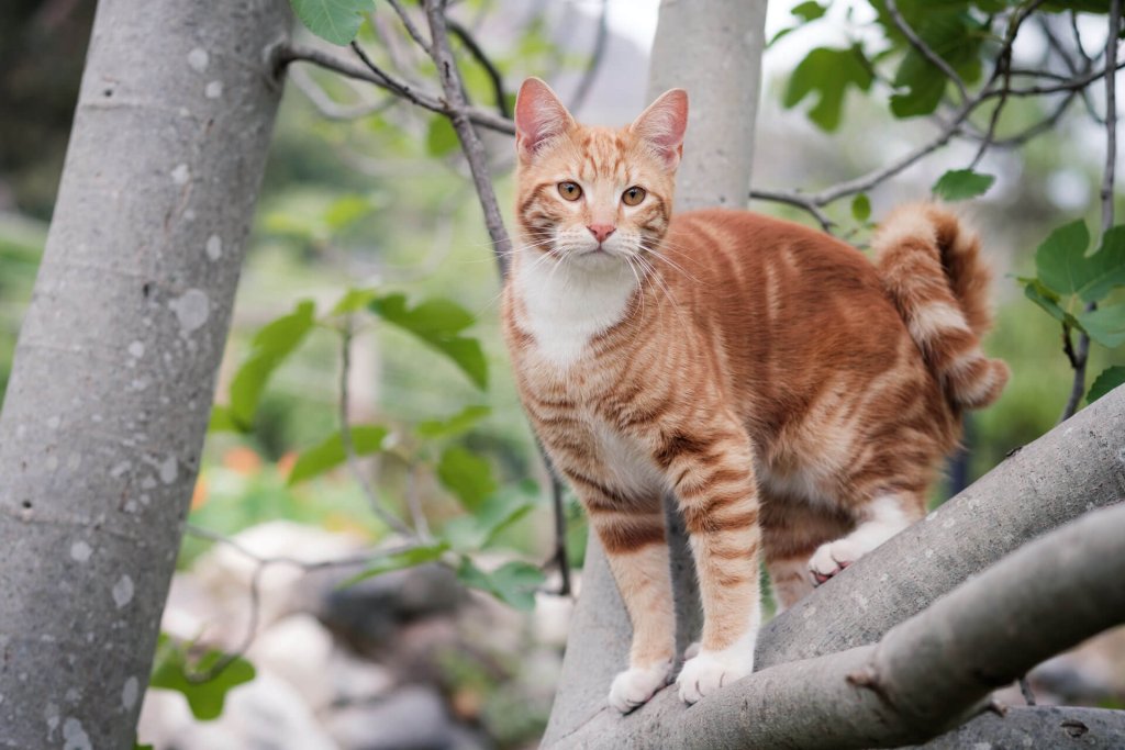 chat roux tigré debout dans les branches d'un arbre