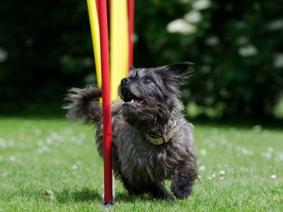 petit chien noir traversant des poteaux de slalom sur un parcours d'agility