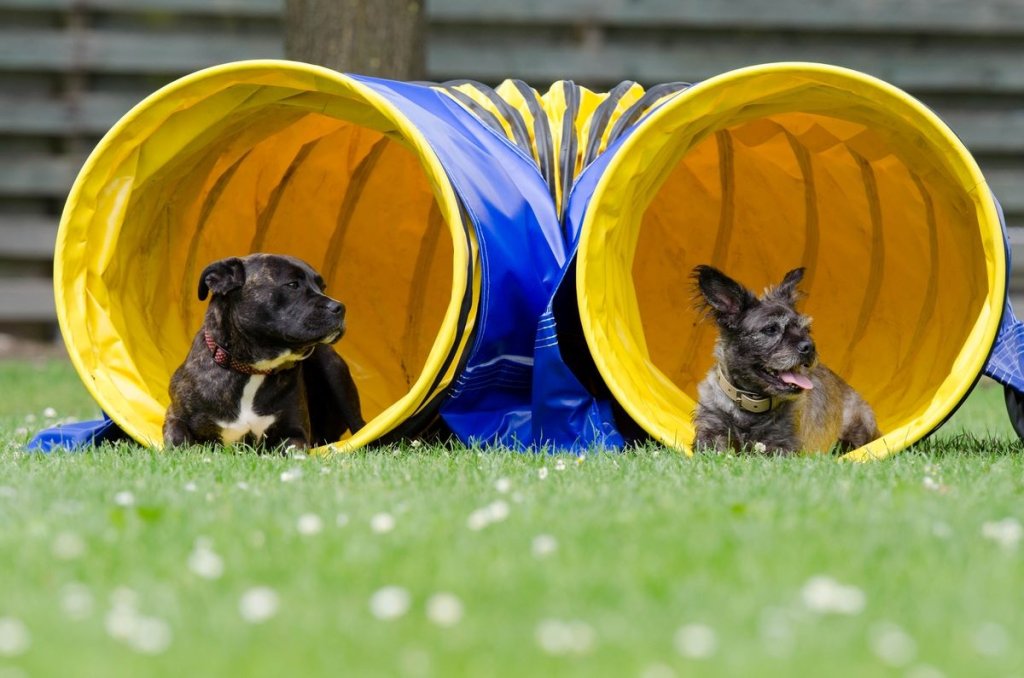 deux petits chiens allongés devant un tunnel pour l'agility en forme de U