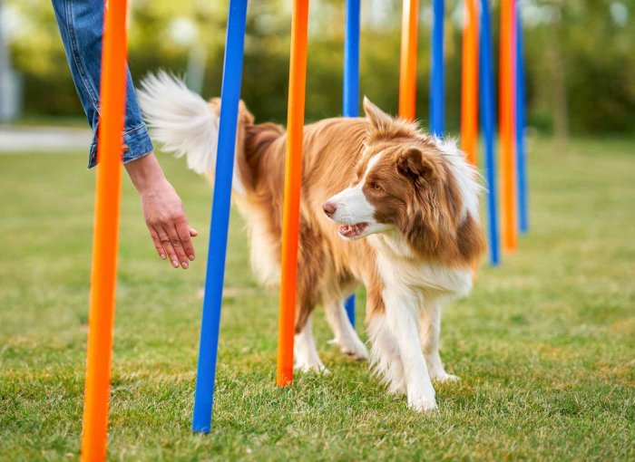 A dog running through a set of poles as part of agility training