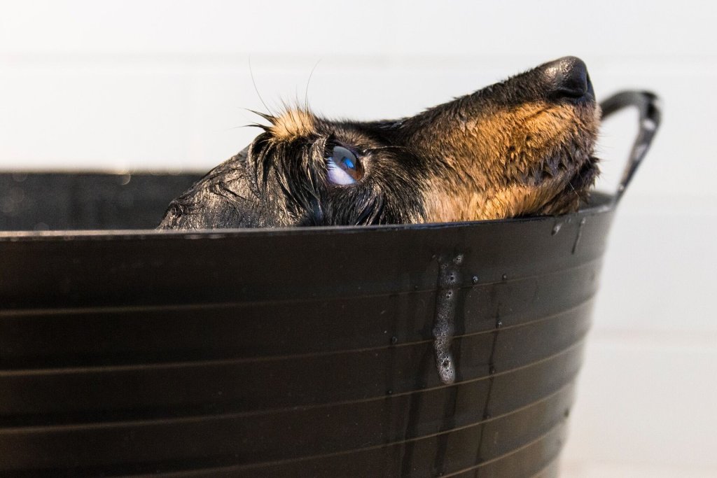 Hund wird in einer kleinen Wanne gebadet und schaut aus ihr hervor