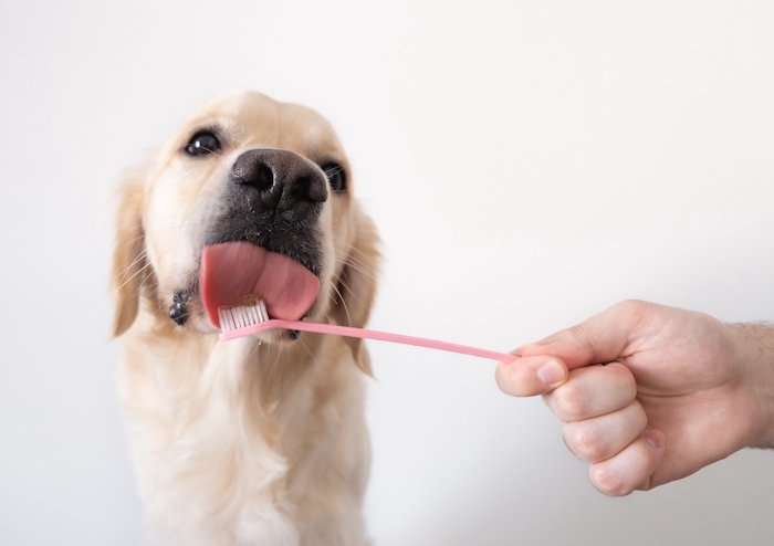 A dog licks a toothbrush