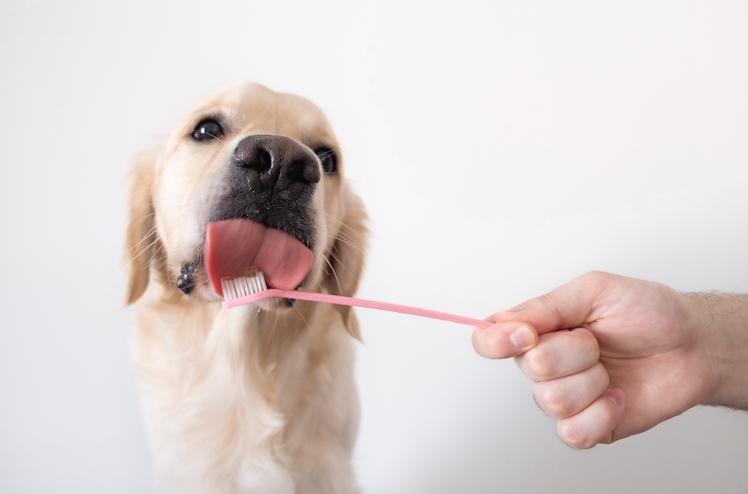 A dog licks a toothbrush