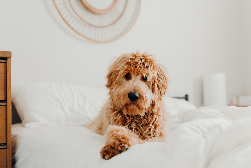 Hund mit überkreuzten Pfoten auf dem Bett