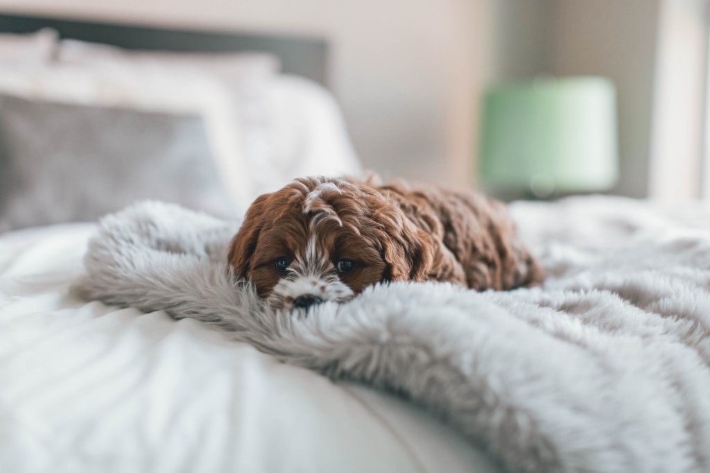 En liten brun hund ligger oppå et lyst sengeteppe