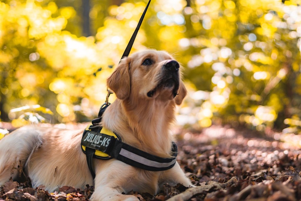 un cane golden retriever siede all'aperto su un tappeto di foglie con una pettorina e un guinzaglio