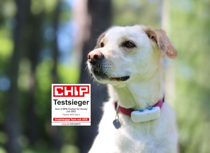 Hund trägt Tractive GPS Tracker mit Chip Logo auf dem Bild