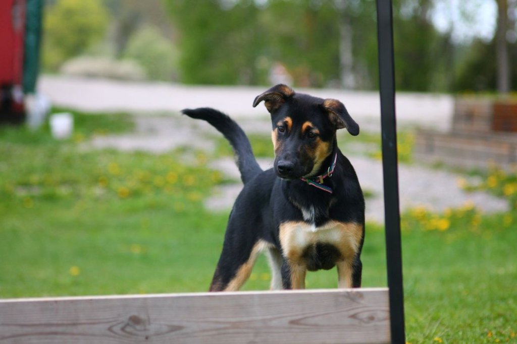 Een puppy die in een tuin speelt.