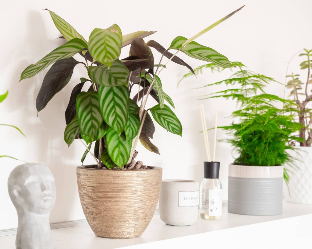 An indoor calathea plant placed on a shelf.