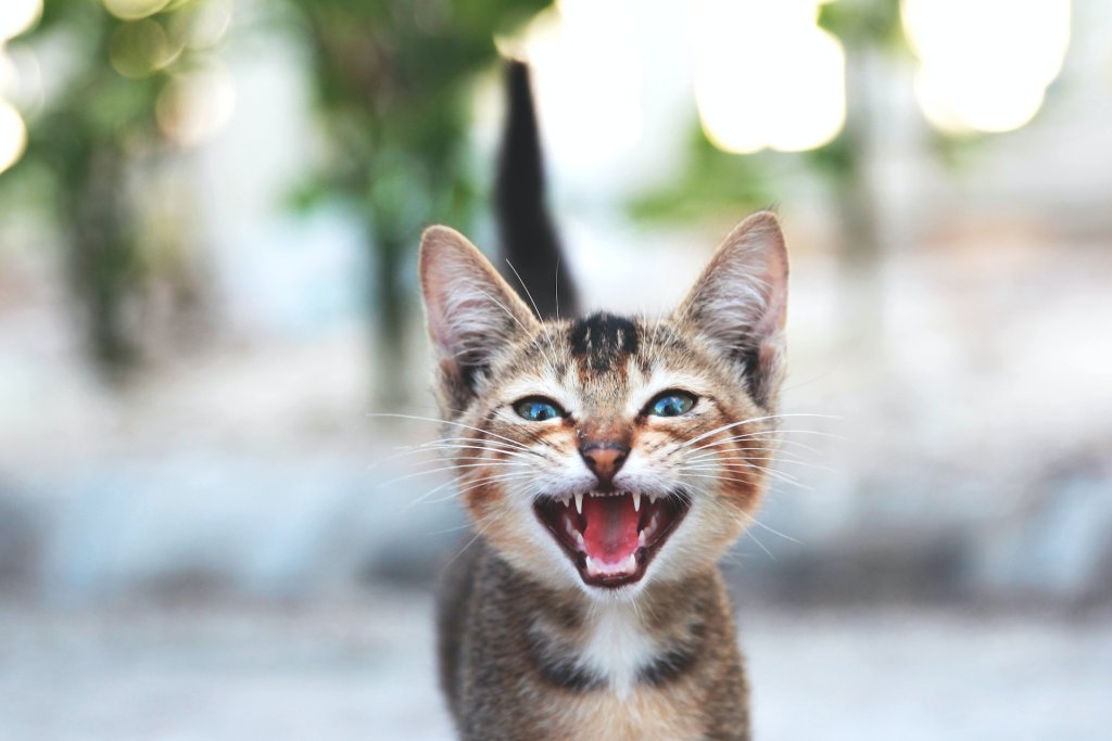 A kitten hissing with their tail high in the air, indicating discomfort.