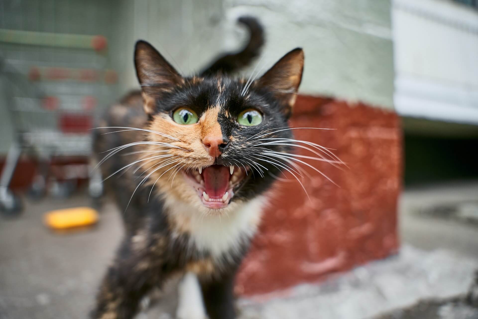 Angry expression of a house cat sitting on the table and doing a