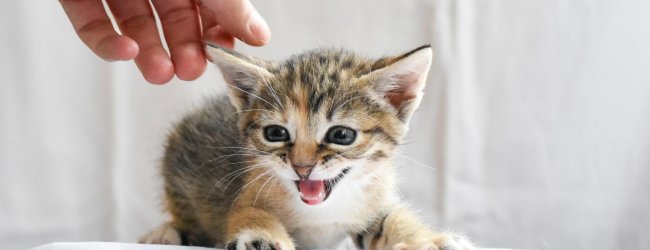 Kleines Kätzchen wird gestreichelt und miaut