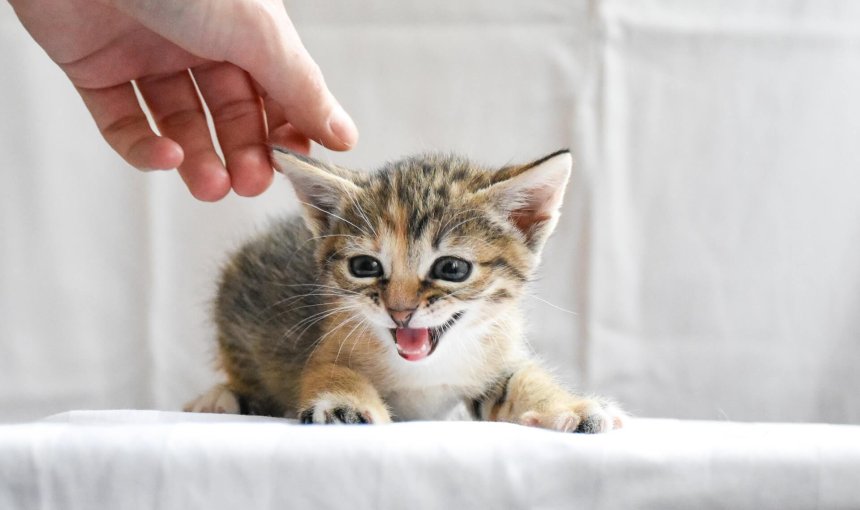 Kleines Kätzchen wird gestreichelt und miaut