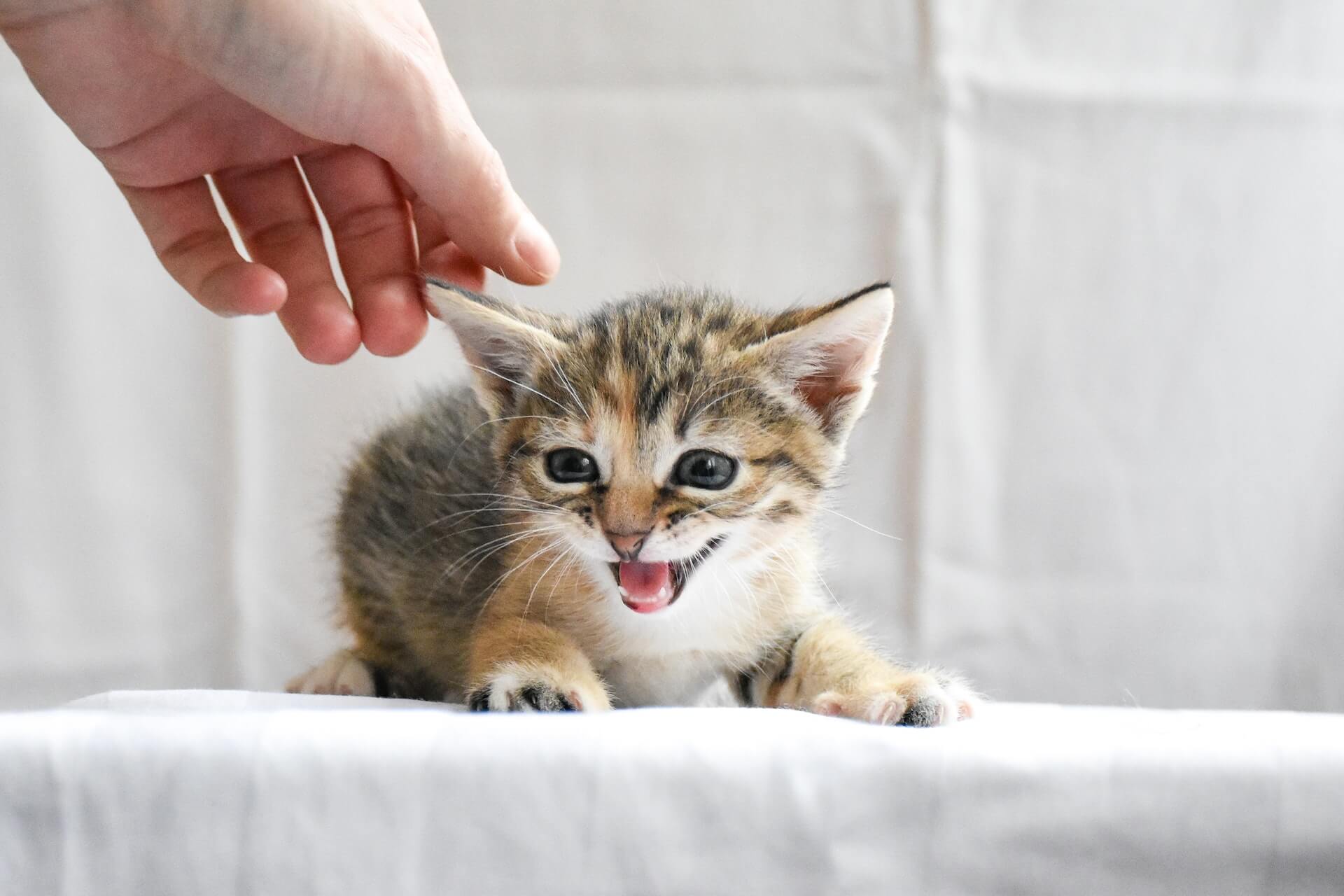 Cat meowing at night hot sale outside