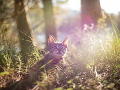 A cat explores a sunny garden outdoors.