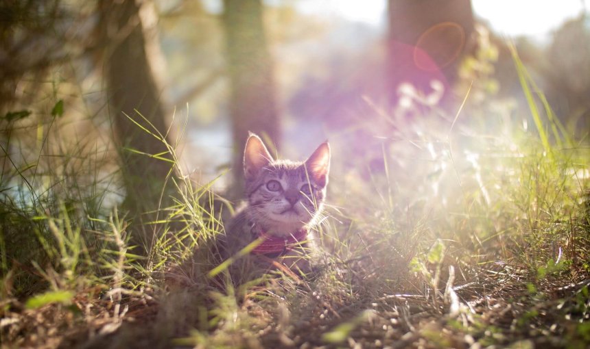 kot w słonecznym lesie