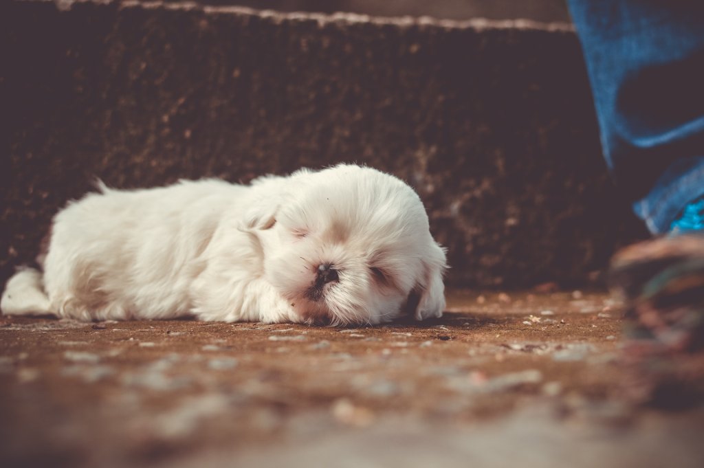 A puppy, fast asleep, dreaming of their adventures from the day.