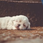 A white puppy sleeping on the ground