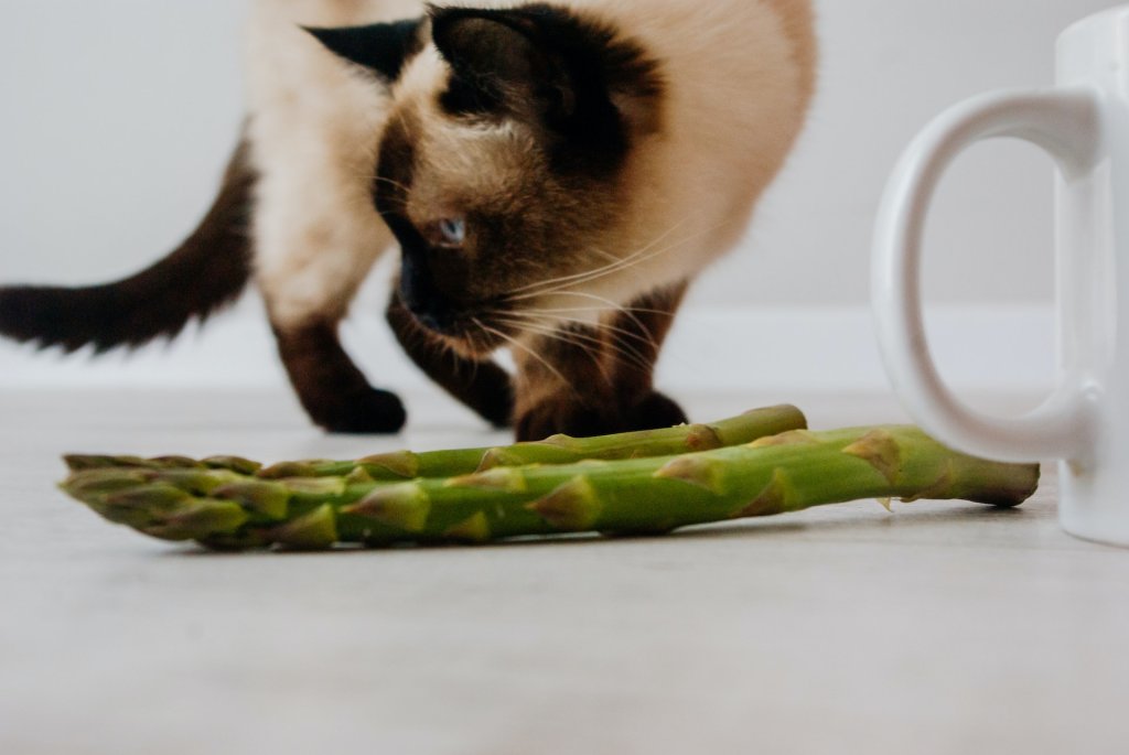 A cat sniffs a pair of asparagus spears.
