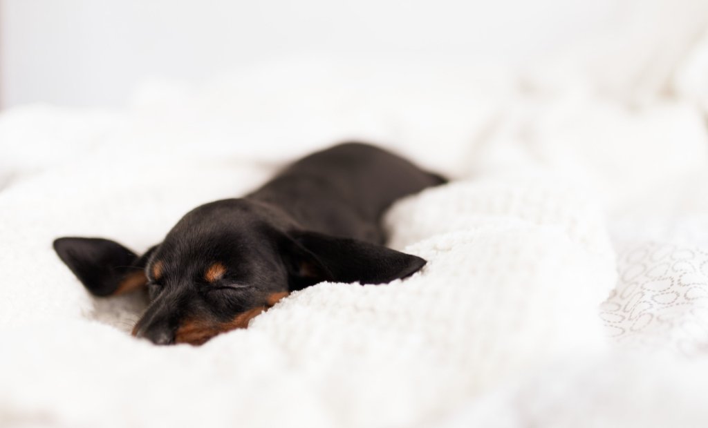 A puppy sleeps on a soft blanket
