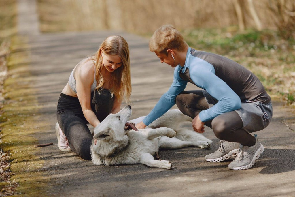 Ett par tar paus från klickerträning med hunden för att klappa och berömma hunden.