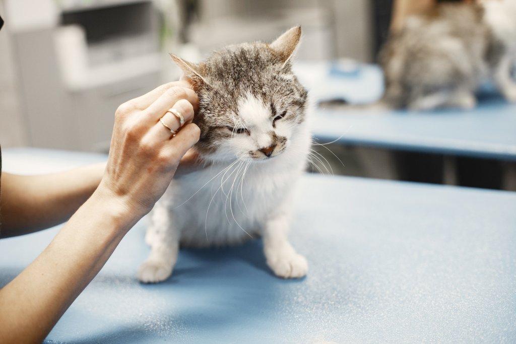 A cat getting checked for food allergies at a local vet clinic.