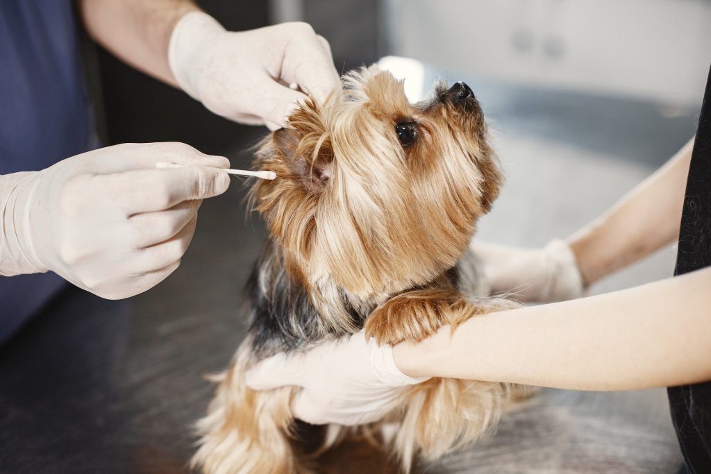 A vet carefully swabs the flap of a dog's ears with a cotton swab to clean it.