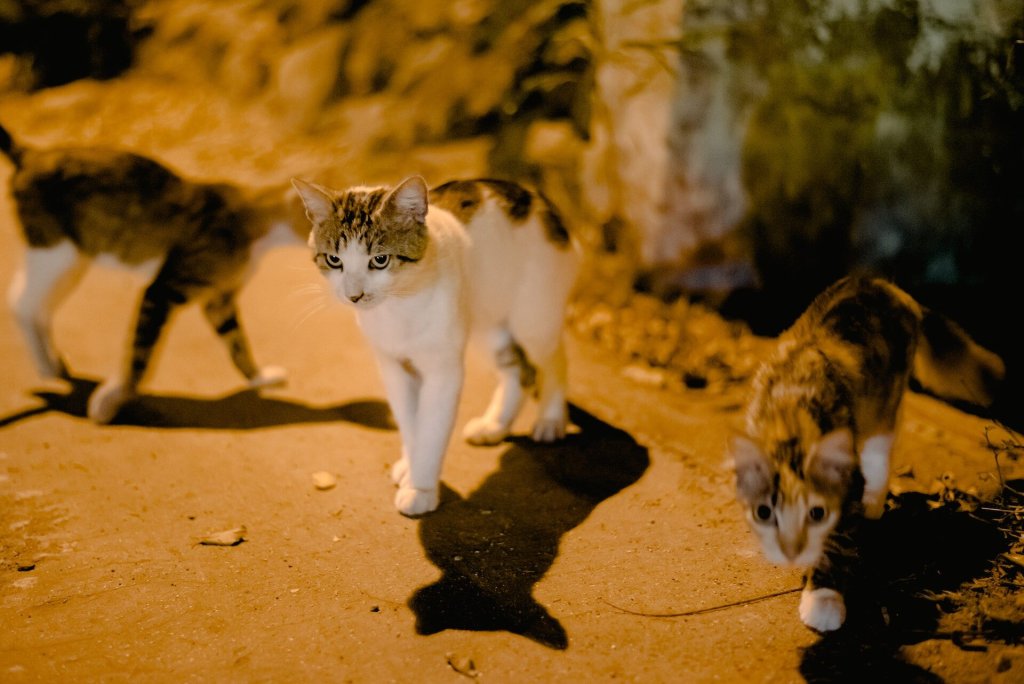 A group of cats take a walk through their neighborhood at nighttime.
