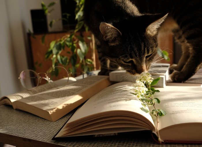 A cat sniffs around an indoor plant on a table.