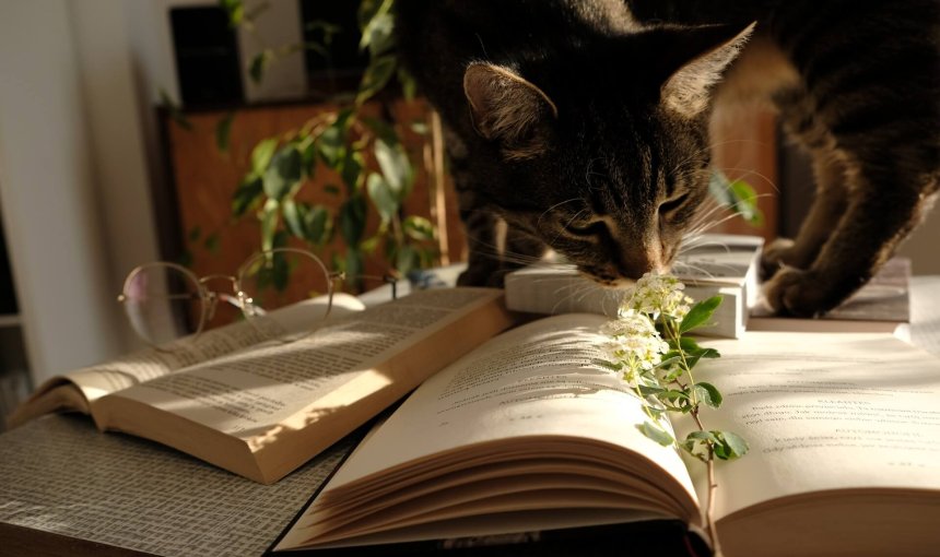 A cat sniffs around an indoor plant on a table.