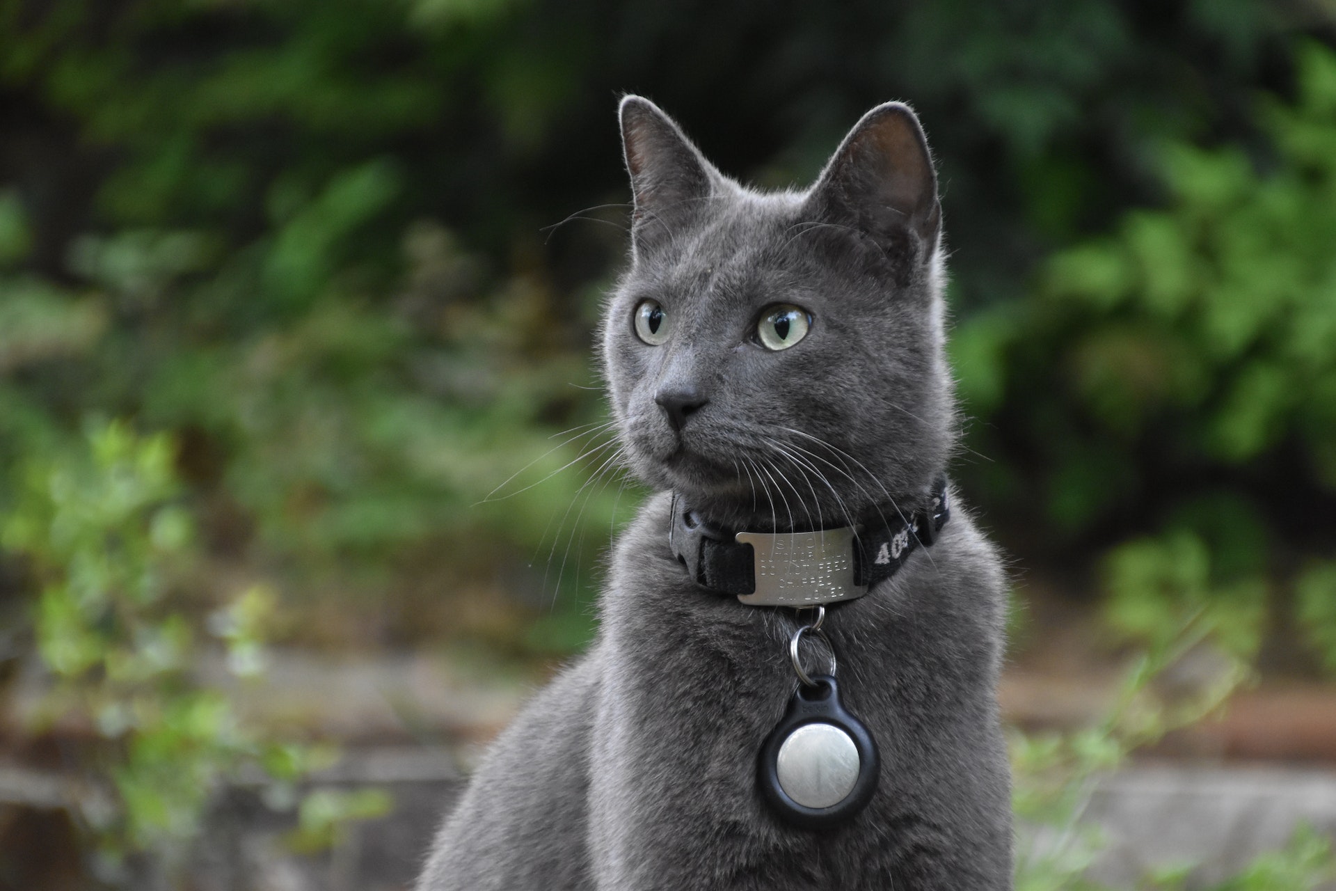 nærbilde av en grå katt med en Apple AirTag hengende i halsbåndet og grønne busker i bakgrunnen.