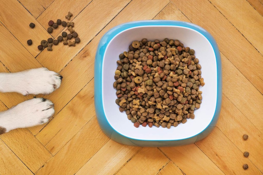 A dog sits by a plate of dry kibble