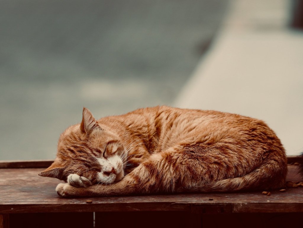 A cat cools off after a stressful experience by taking a nap.