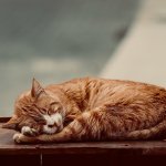 A cat sleeping on a wooden table