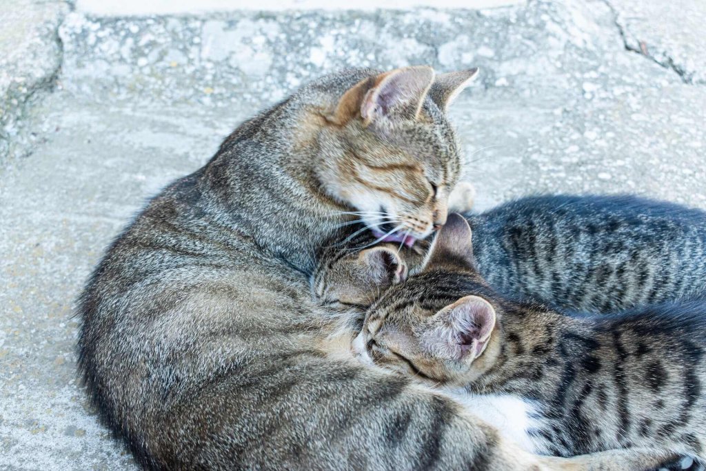 A mother cat nurses her litter of kittens.
