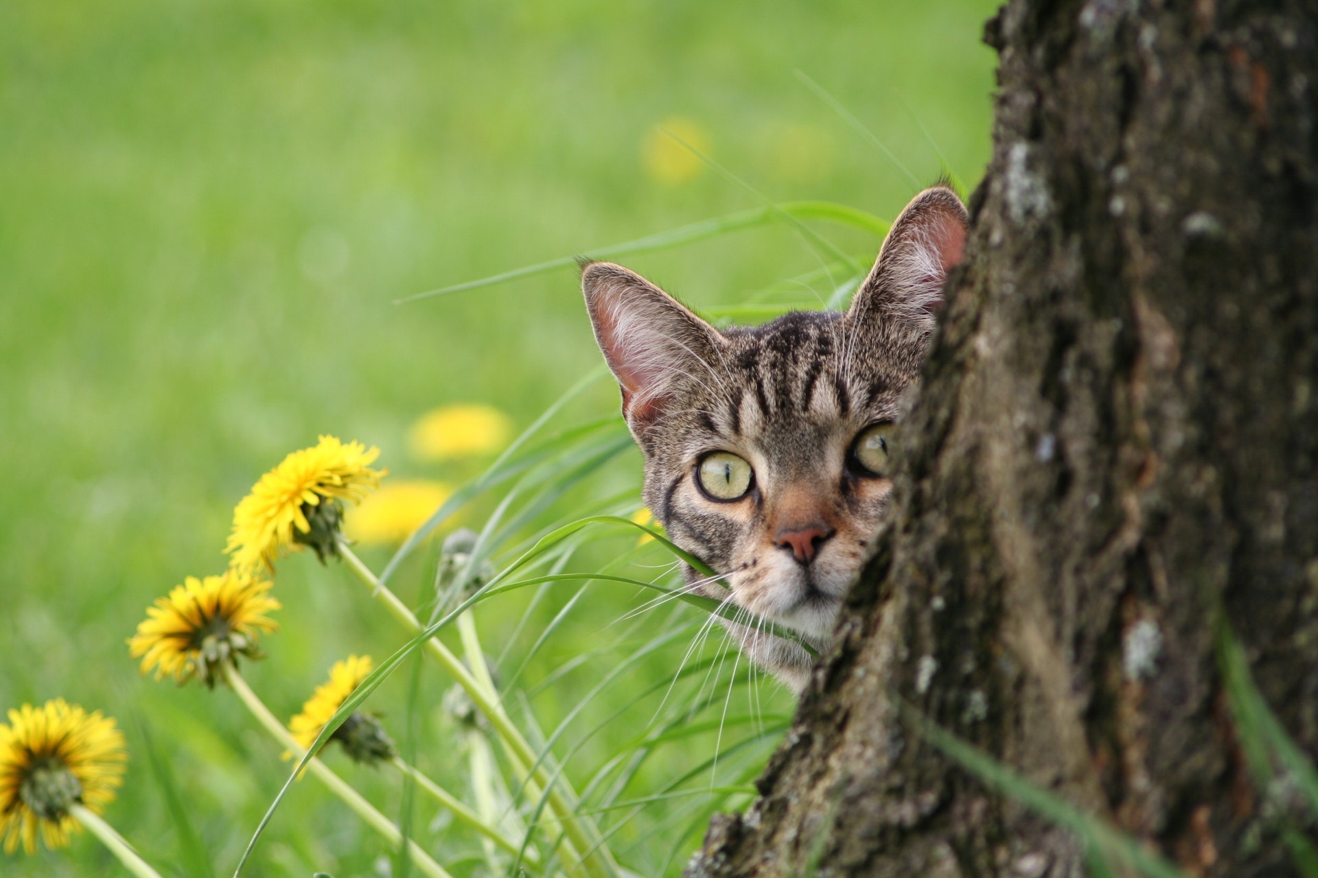 Katze erkundet den Garten und schaut hinter einem Baum hervor