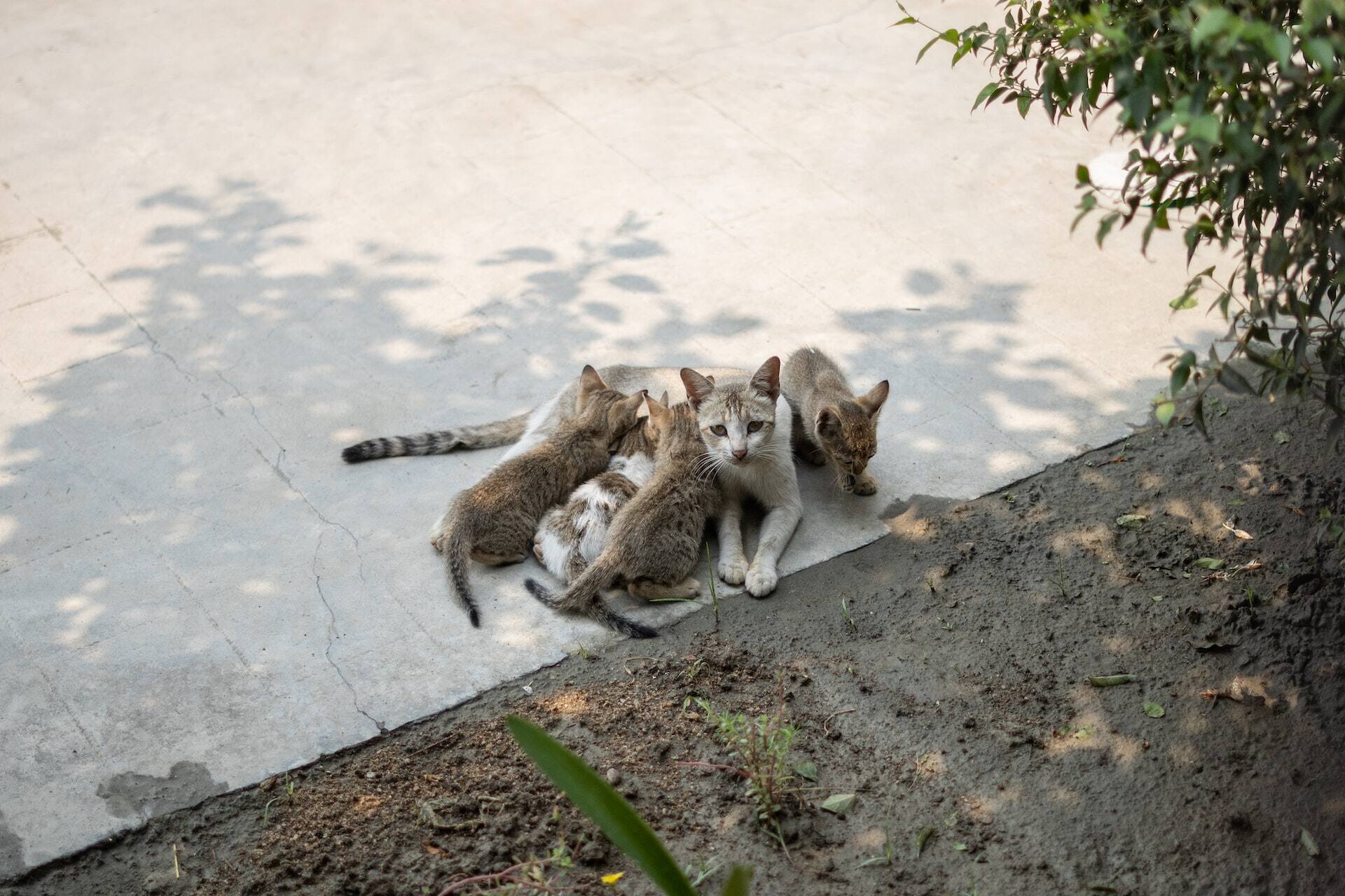 Image showcasing Why Do Cats Meow? Everything You've Ever Wanted To Know - Tractive