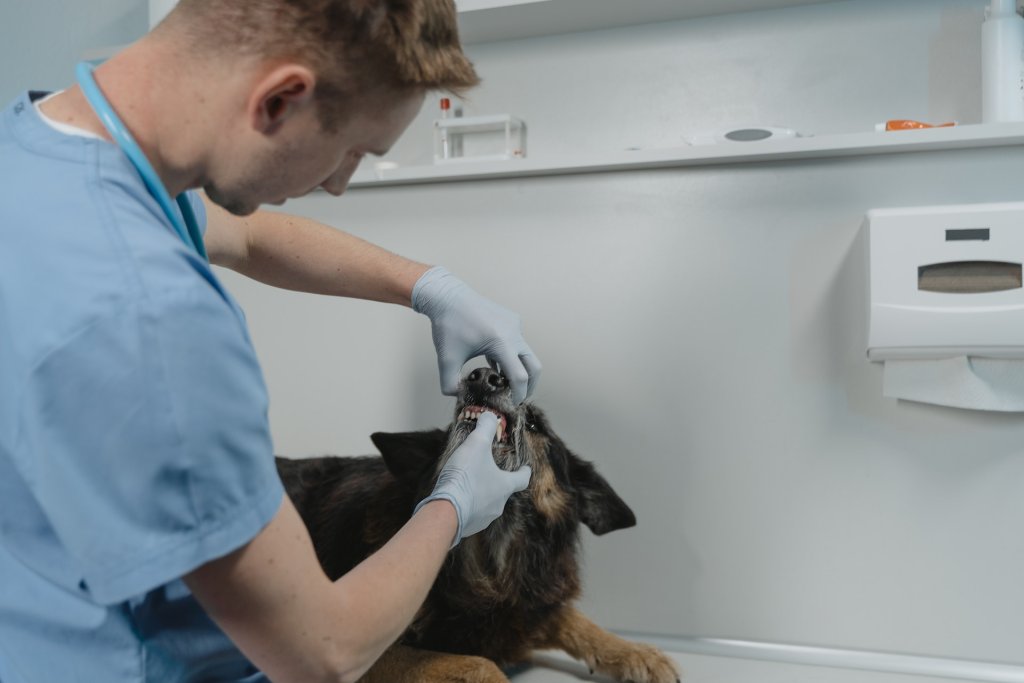 A vet checks a dog's front teeth