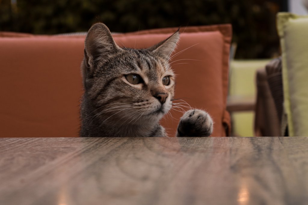 A cat sits by a table, letting out a meow to indicate its presence.