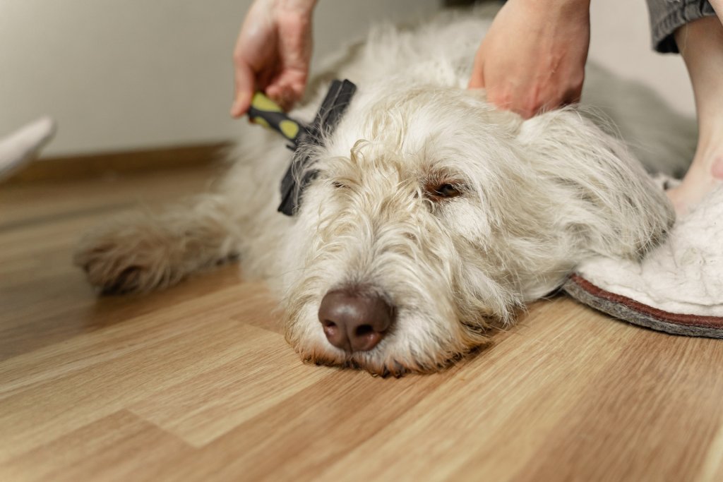 Weißer Hund liegt am Boden und wird gebürstet