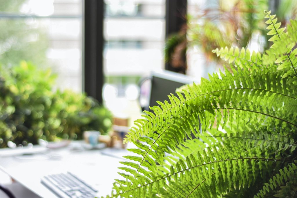 Boston ferns planted in an office space.