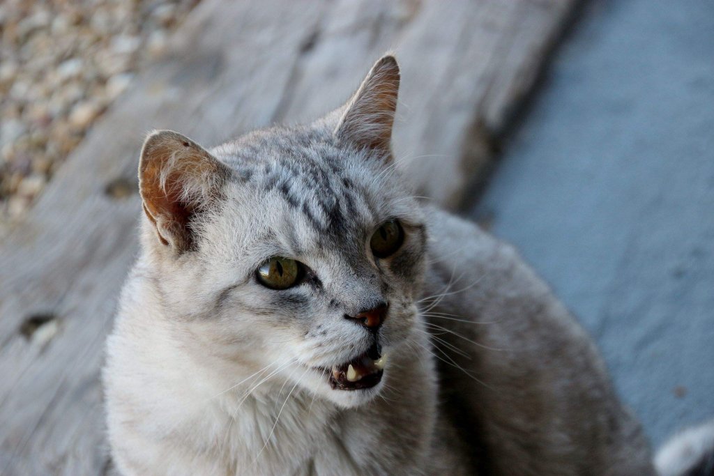 A cat lets out a hiss to indicate its boundaries to other animals.