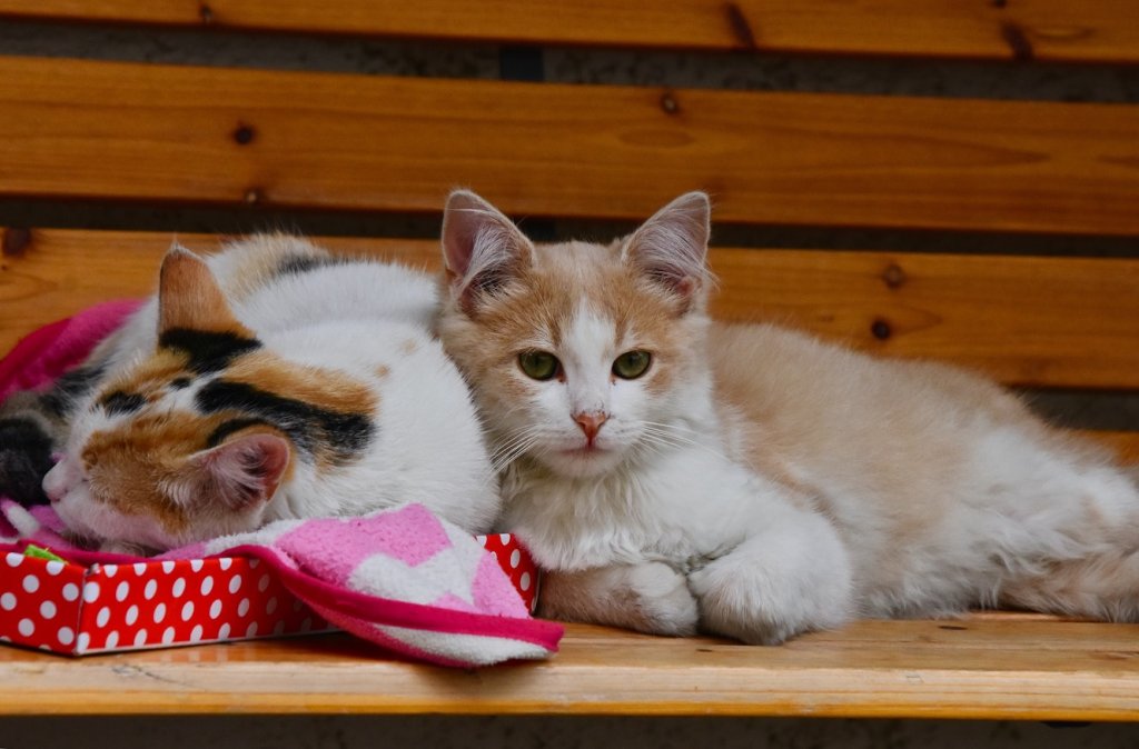 Zwei Katzen zusammengekuschelt auf einer Bank