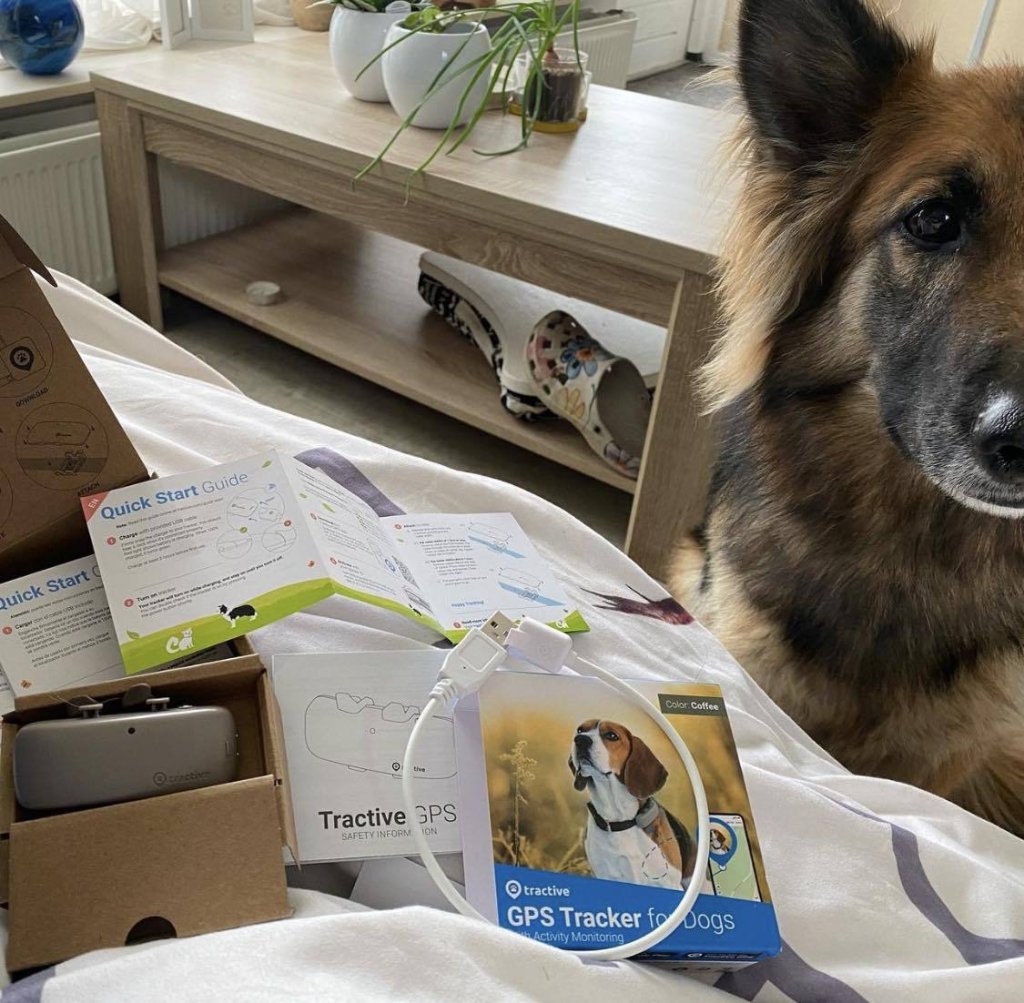 Evi, en utbildad servicehund för PTSD, med sin hundpejl