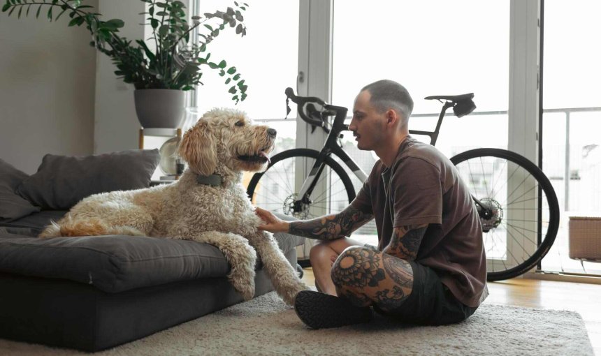 A dog wearing a Tractive GPS tracker indoors