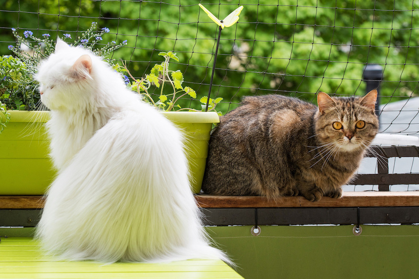 Eine weiße und eine braune Katze sitzen auf dem Balkon mit Netz im Hintergrund