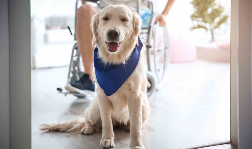 A service dog sitting in front of a person on a wheelchair