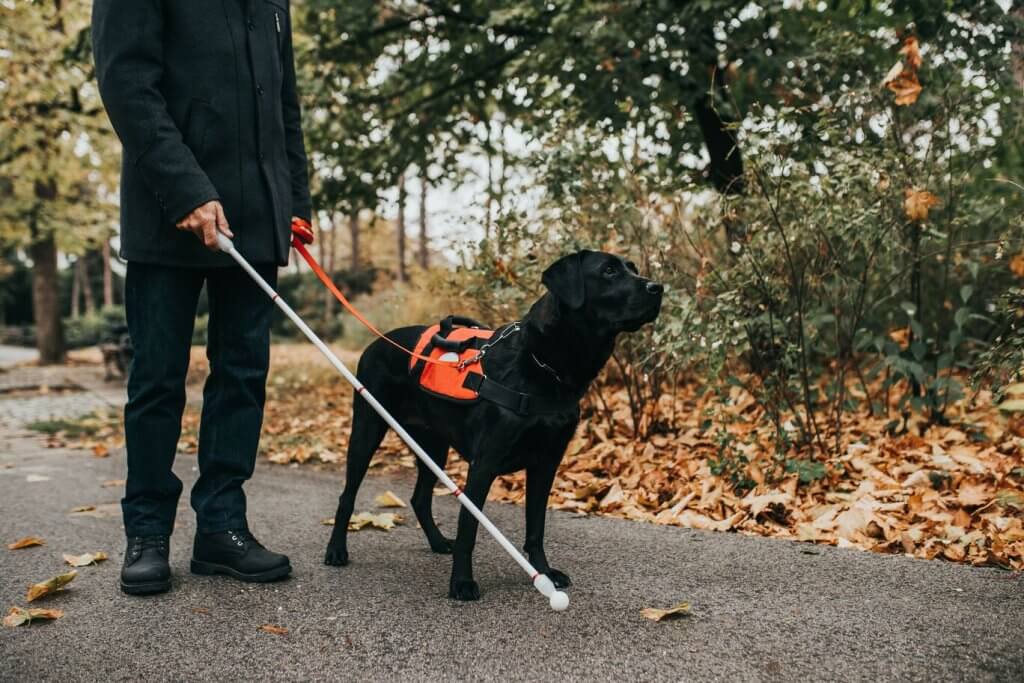 A service dog leads their visually impaired parent through a park